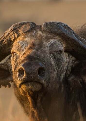 Cape Buffalo