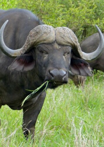 Cape Buffalo