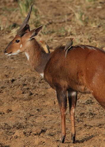Cape bushbuck