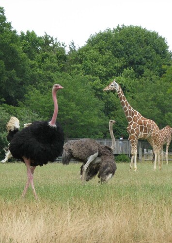 Cape May Park and Zoo