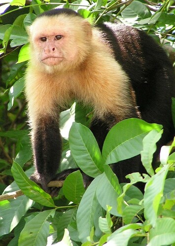 Capuchin Monkey