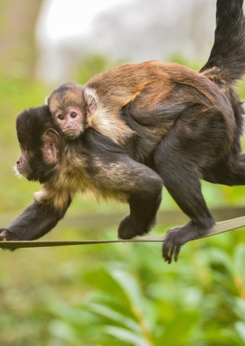 Capuchin Monkey
