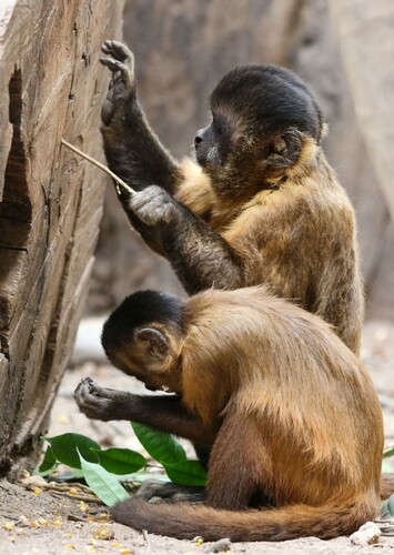 Capuchin Monkey