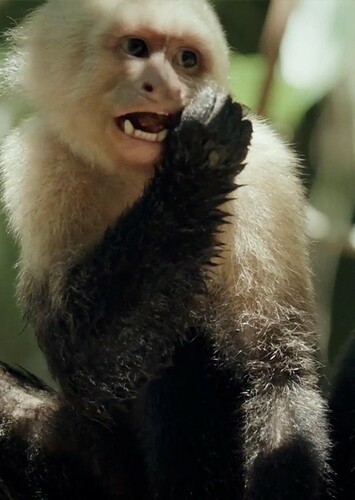Capuchin Monkey