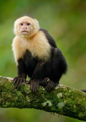 Capuchin Monkey