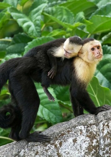 Capuchin Monkey