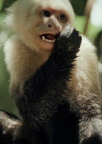 Capuchin Monkey