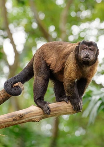 Capuchin Monkey