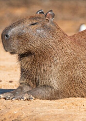 Capybara