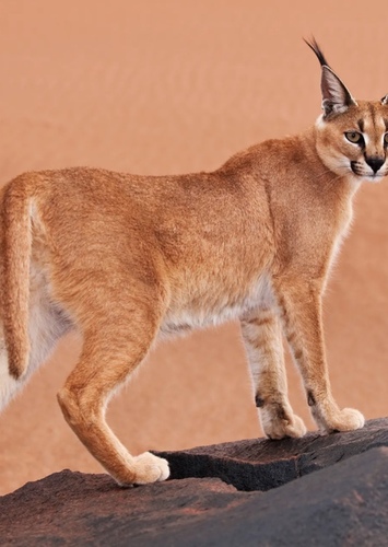 Caracal