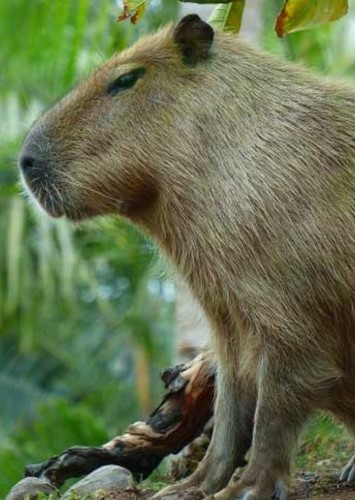 Carlo the Capybara