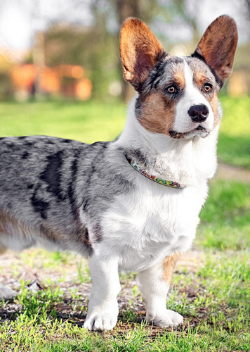 Cardigan Welsh Corgi
