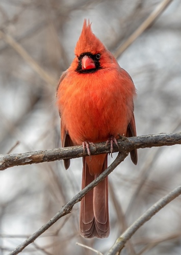 Cardinal
