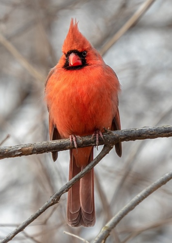 Cardinal