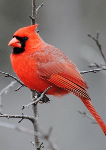 Cardinal