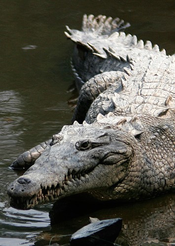 Carla the American Crocodile