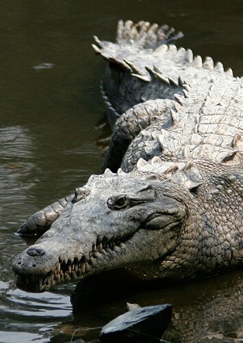 Carla the American Crocodile