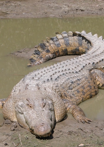 Carla the SaltWater Crocodile