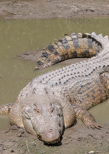 Carla the Saltwater Crocodile