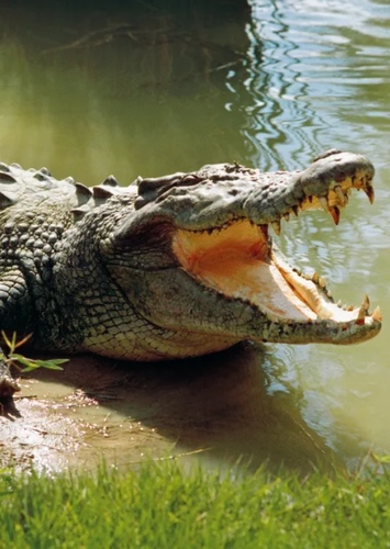 Carla the Saltwater Crocodile