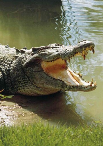 Carla the Saltwater Crocodile