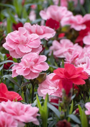 Carnation (Pink)