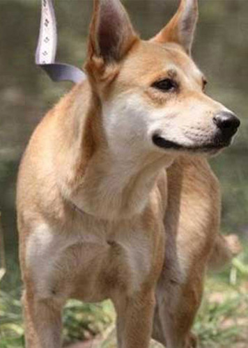 Carolina Dog