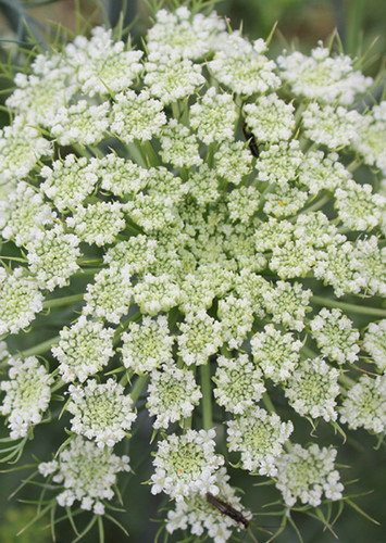 Carrot Blossom