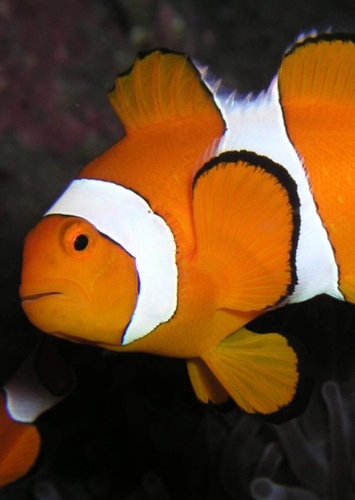 Cassandra the Clownfish