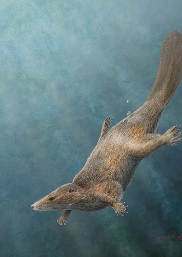 Castorocauda
