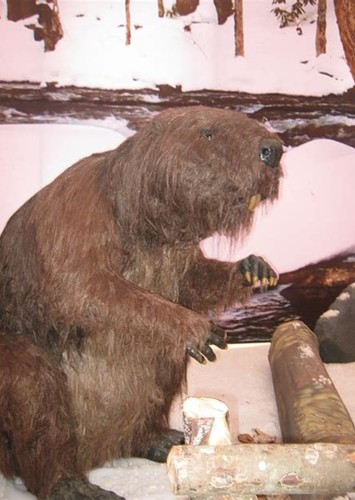 Castoroides