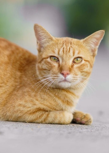 Cat