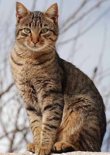 Cat
