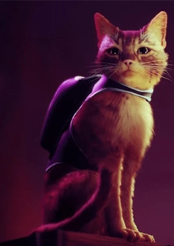 Cat