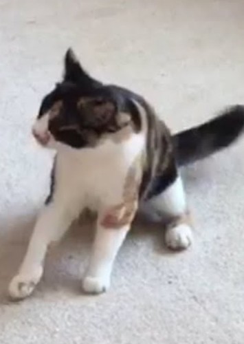Catplayz