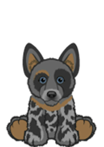 Cattle Dog