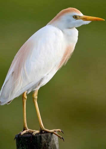Cattle Egret