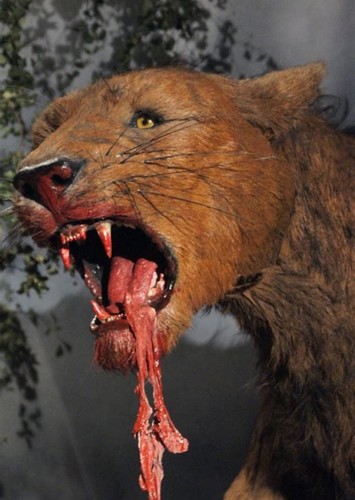 Cave Lion