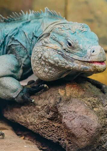 Cayman Iguana