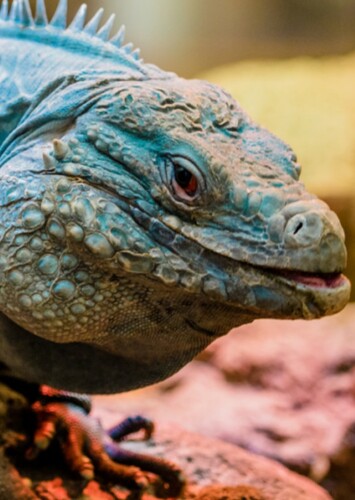 Cayman Iguana