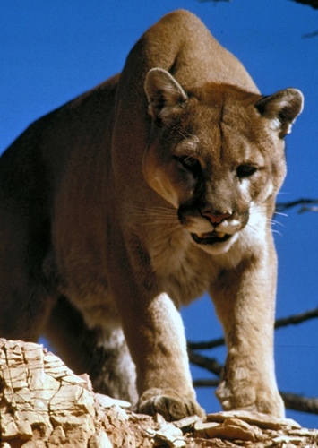Celina the Cougar