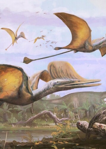 Ceoptera