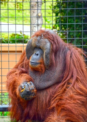 Chahinkapa Zoo