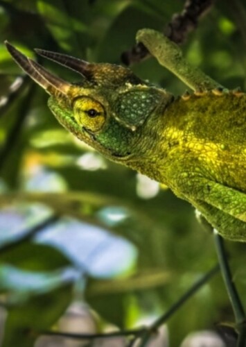 Chameleon