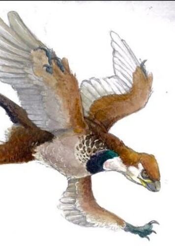 Changyuraptor