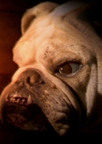 Charles the Dog