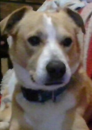 Charlie (Dog)