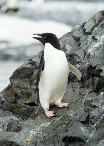 charlie the Adélie penguin