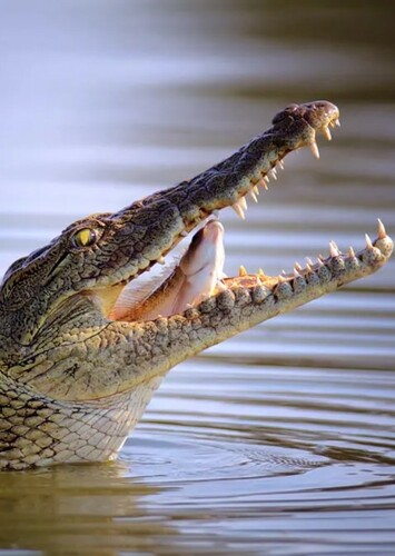 Charlotte the Crocodile