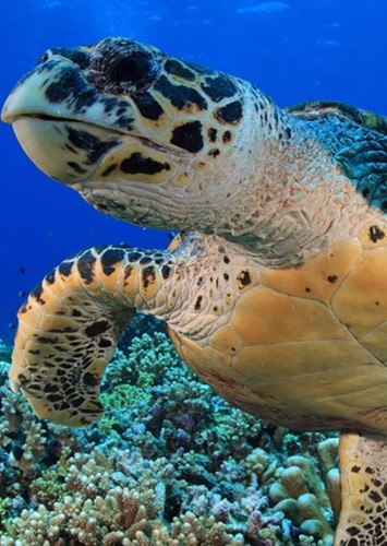 Chauncey the Turtle